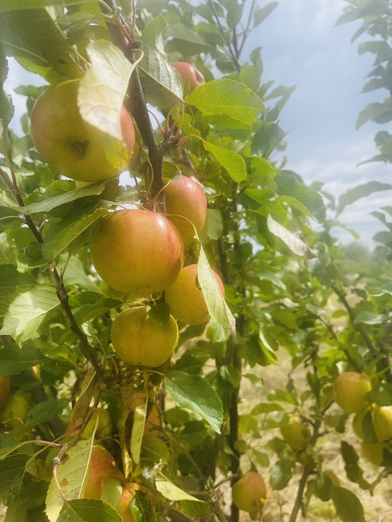 Golden heritage apples