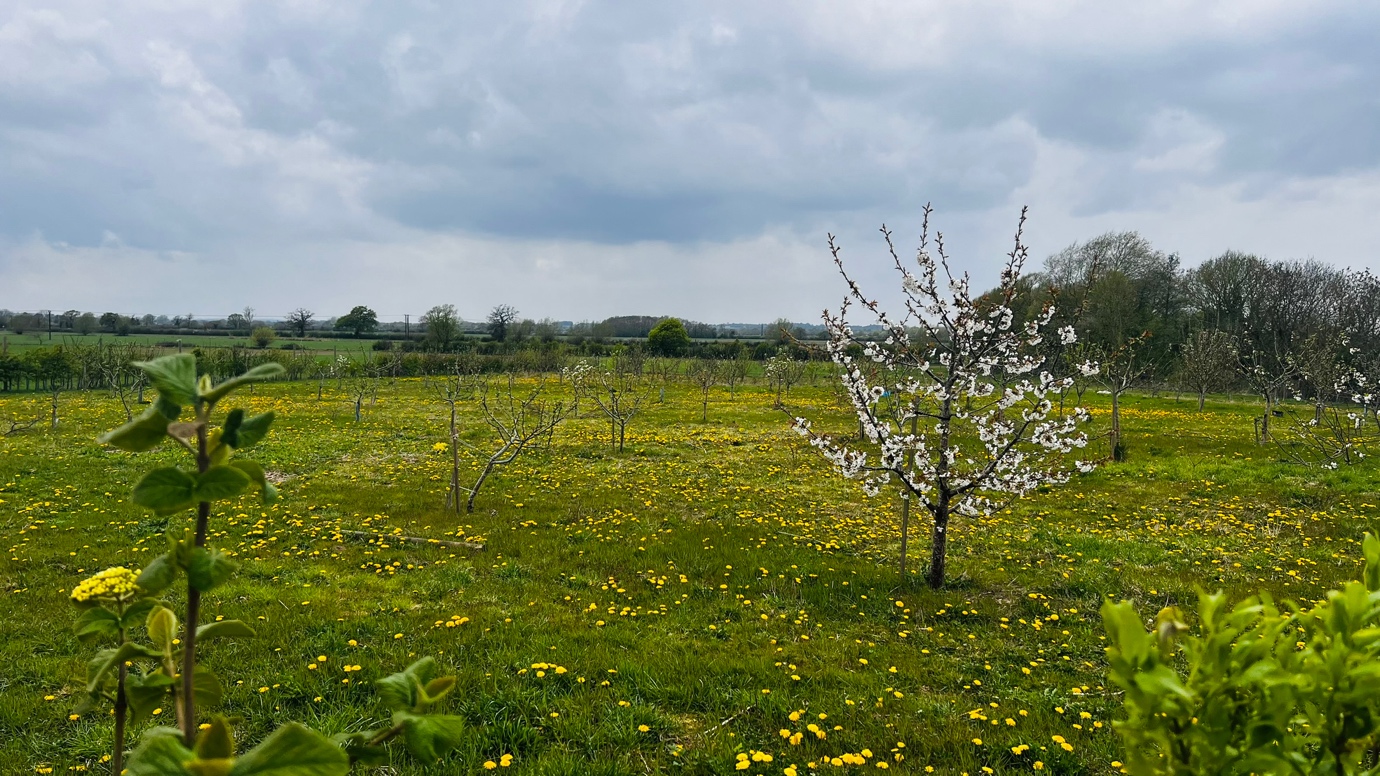 Panoramic view of the orchard in spring