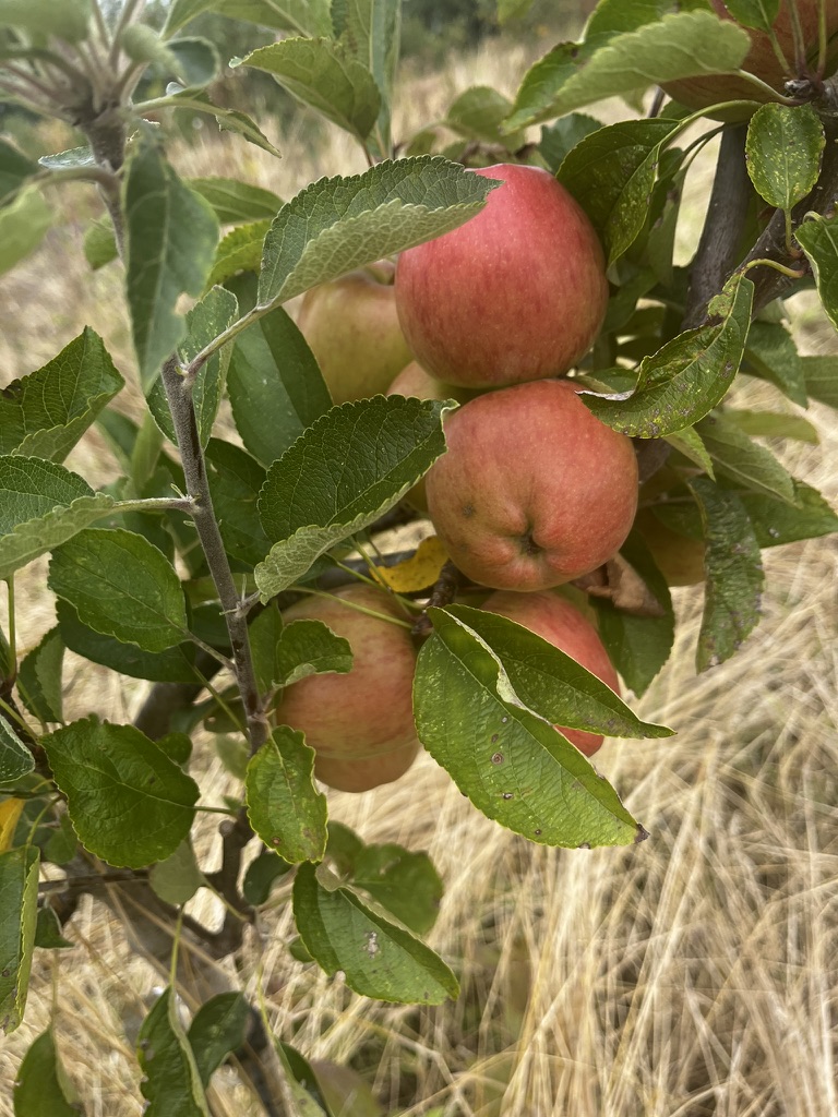 Heritage red apples